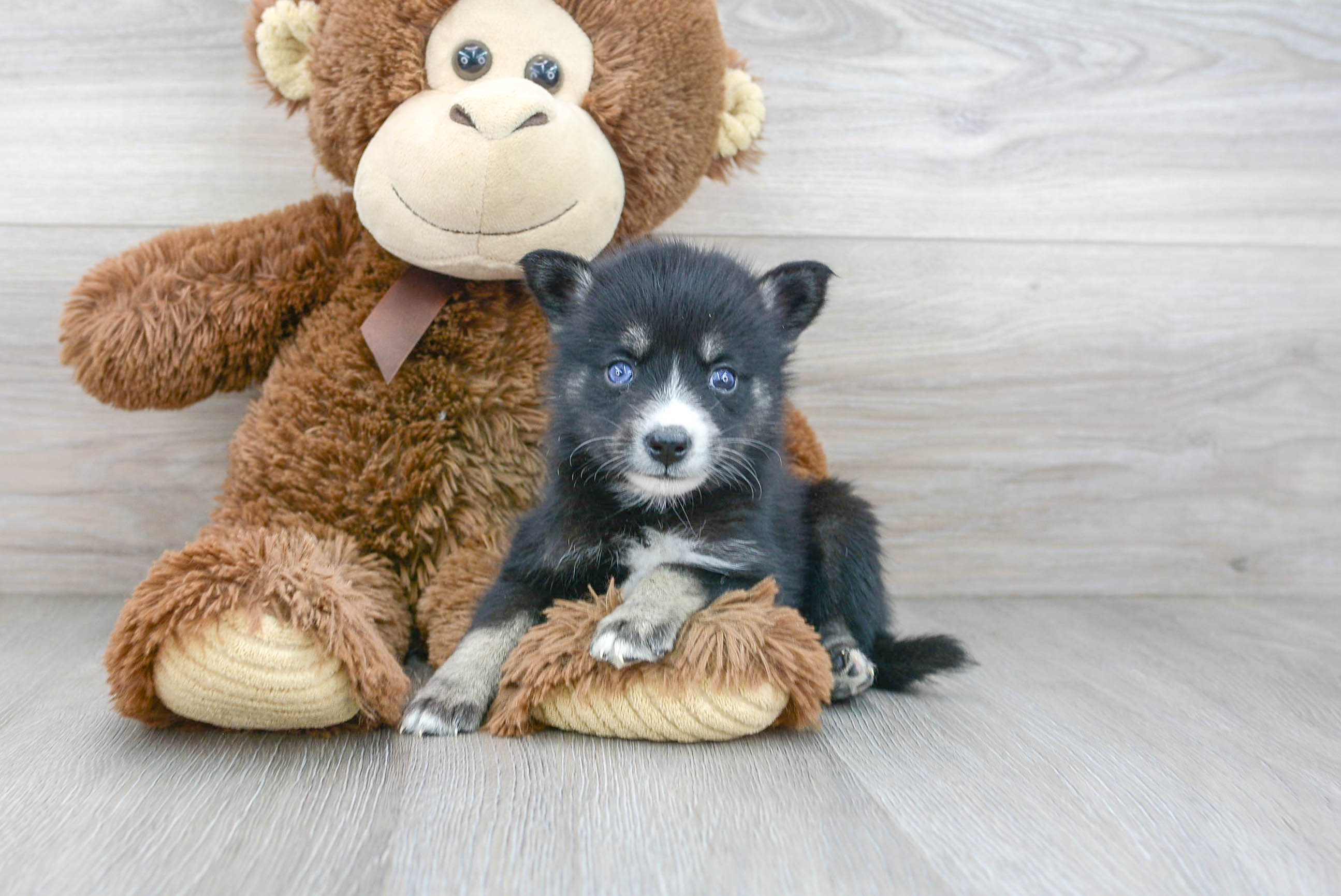 Petite Pomsky Designer Pup