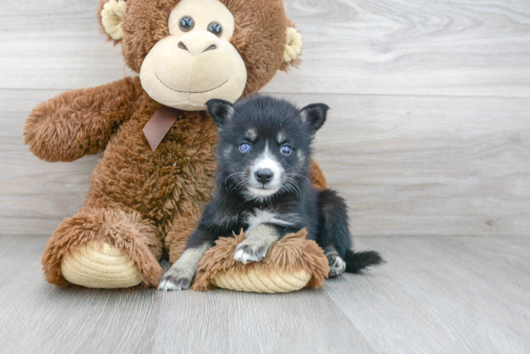 Petite Pomsky Designer Pup