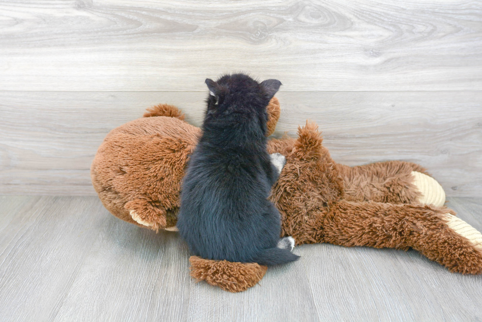 Little Mini Husky Designer Puppy