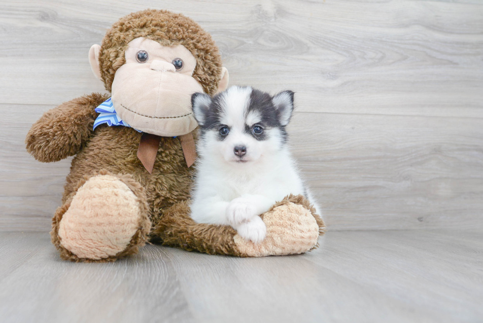 Fluffy Pomsky Designer Pup