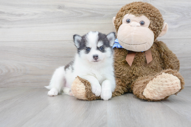 Cute Pomsky Baby