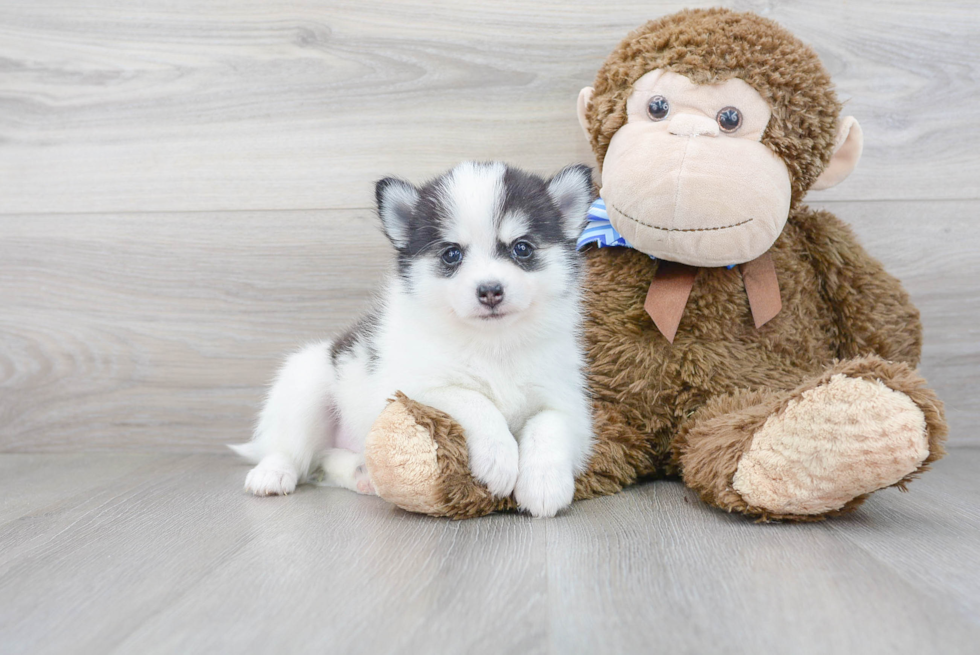 Cute Pomsky Baby