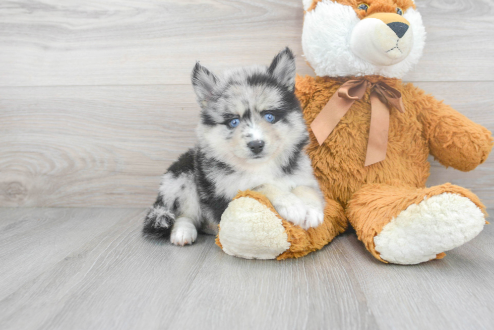 Sweet Pomsky Baby