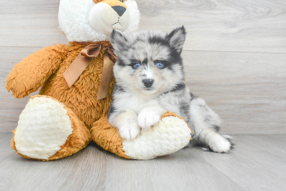 Friendly Pomsky Baby