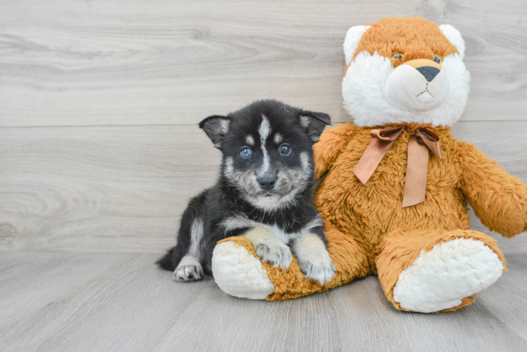 Pomsky Pup Being Cute