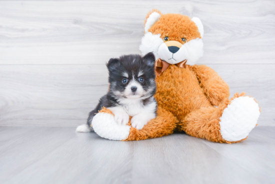 Friendly Pomsky Baby