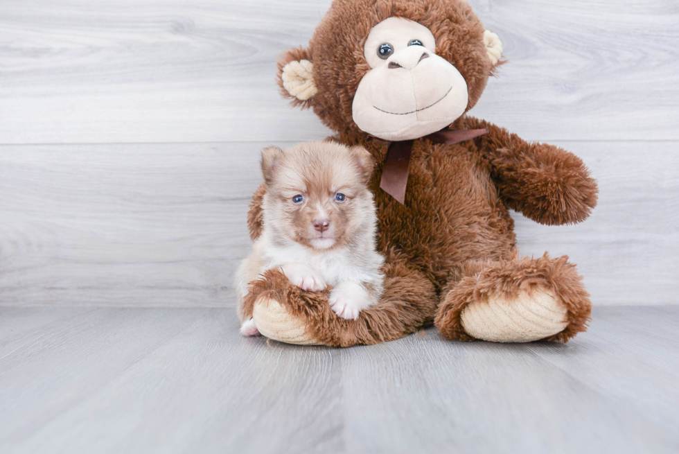 Adorable Mini Husky Designer Puppy