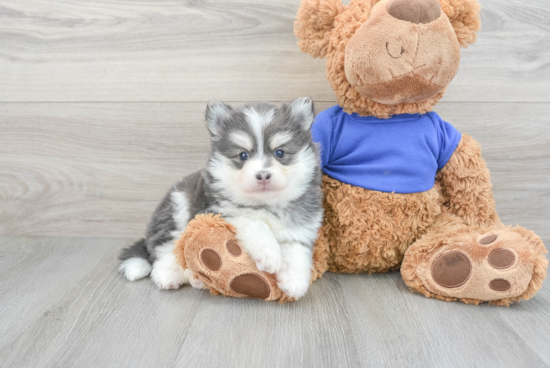 Hypoallergenic Mini Husky Designer Puppy