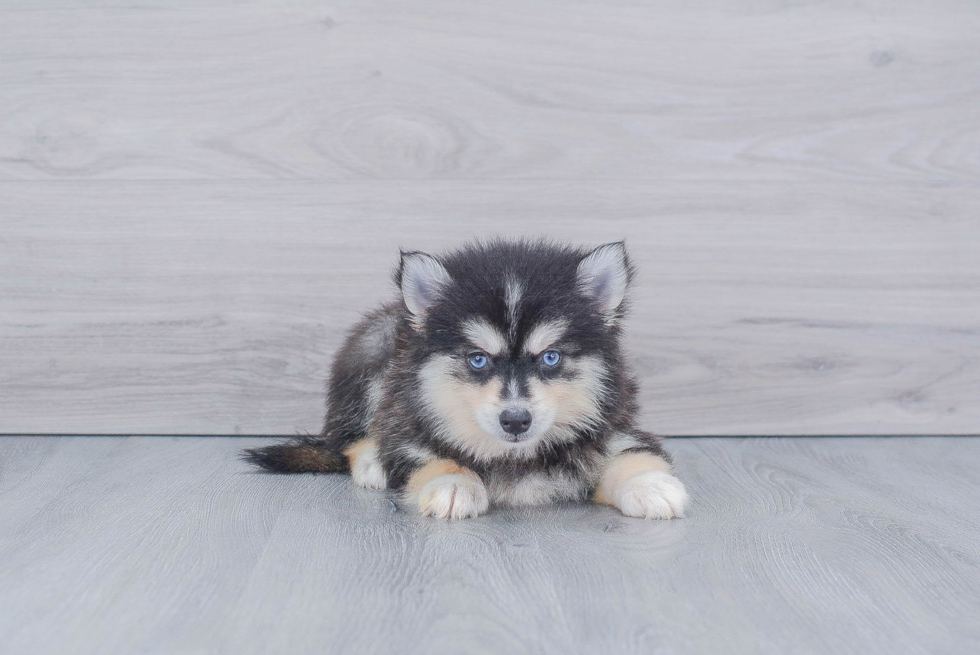 Pomsky Puppy for Adoption