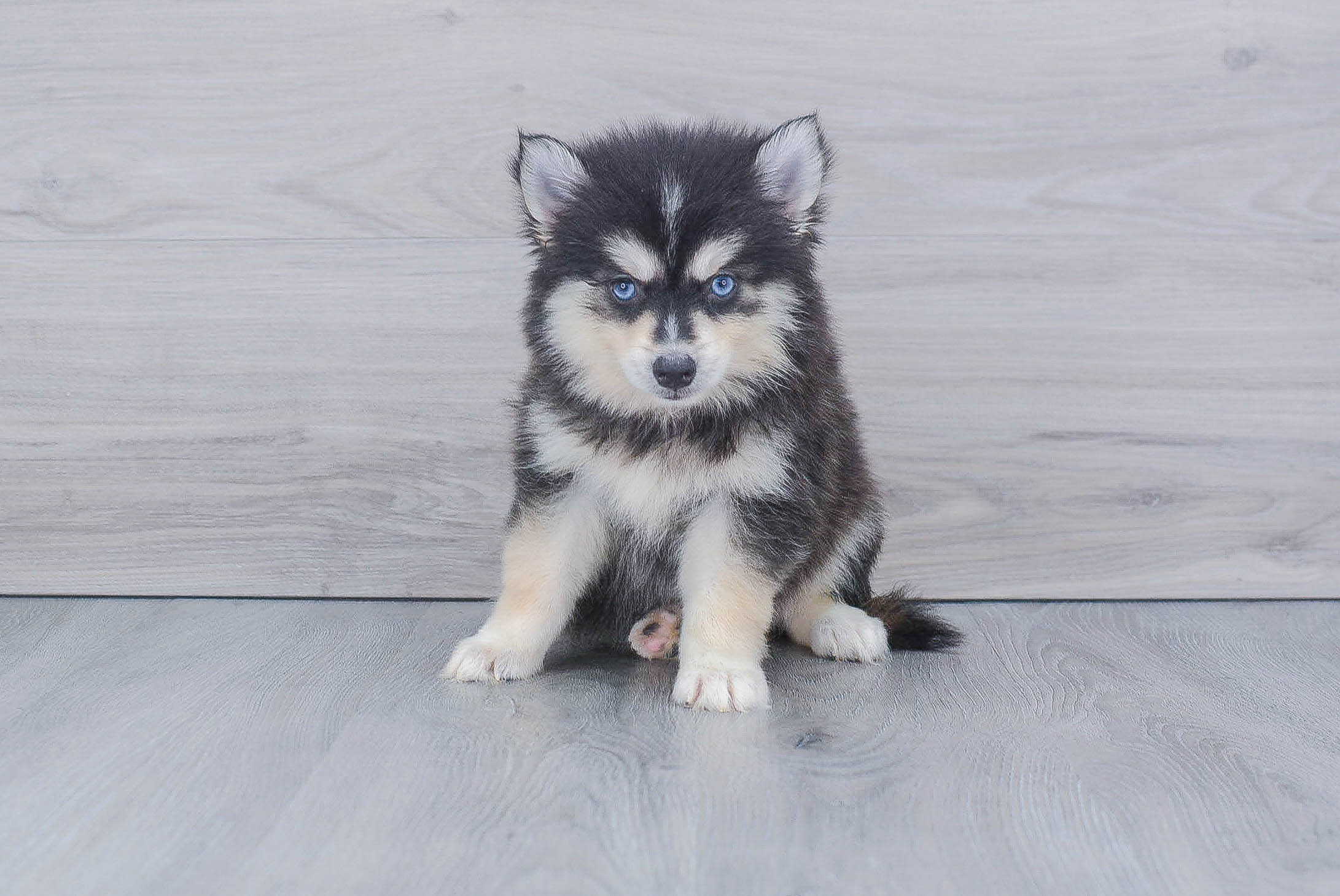 Energetic Mini Husky Designer Puppy