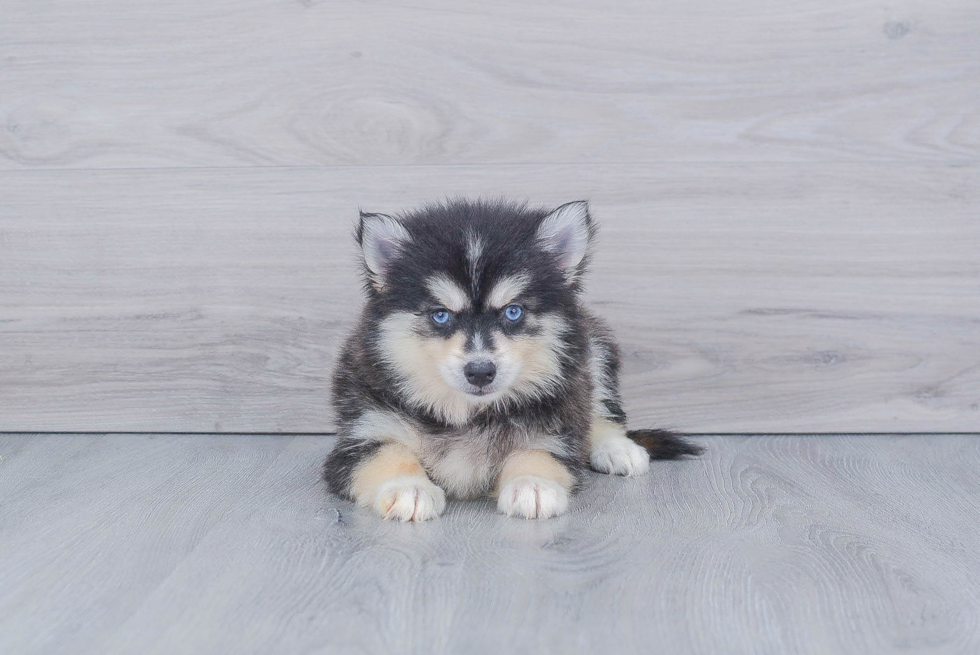 Pomsky Puppy for Adoption