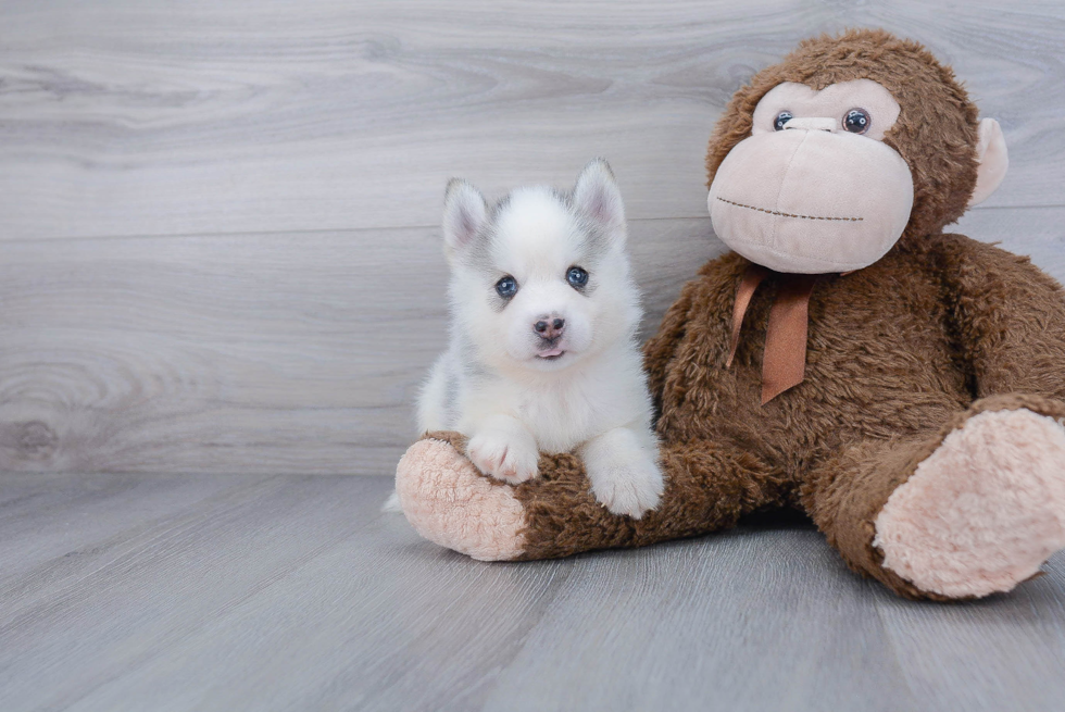 Best Pomsky Baby