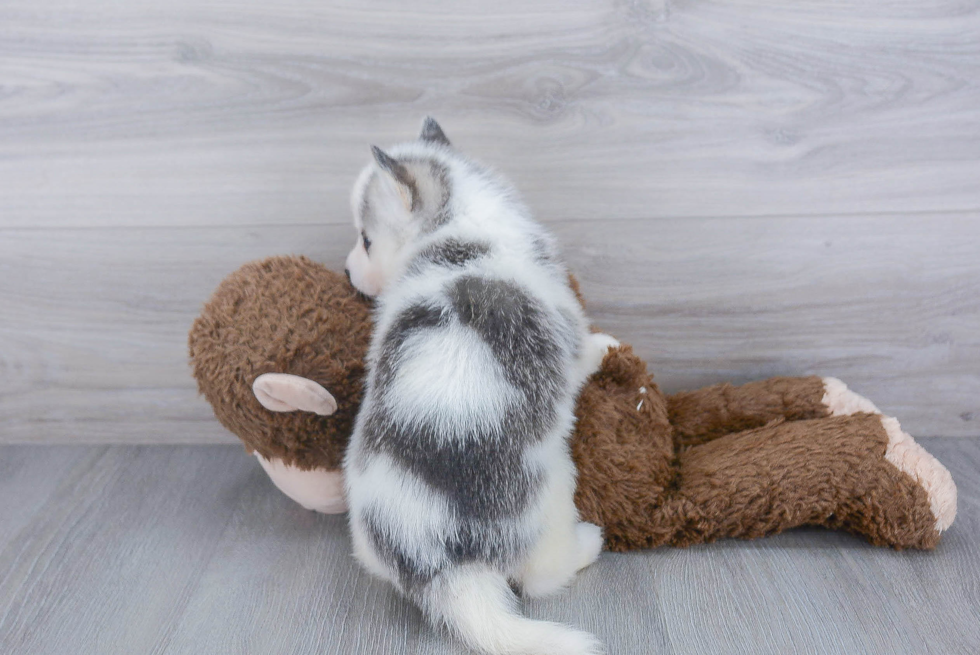 Happy Pomsky Baby