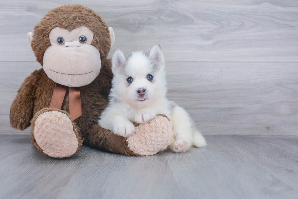 Cute Pomsky Baby