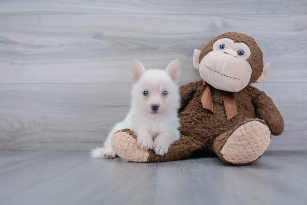 Adorable Mini Husky Designer Puppy