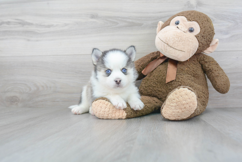 Hypoallergenic Mini Husky Designer Puppy