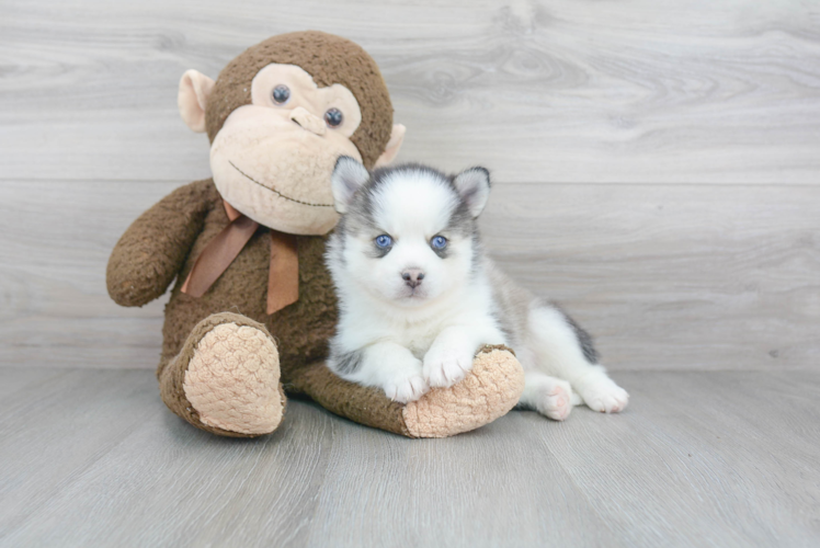 Pomsky Puppy for Adoption