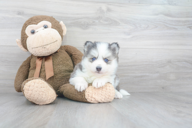 Sweet Pomsky Baby