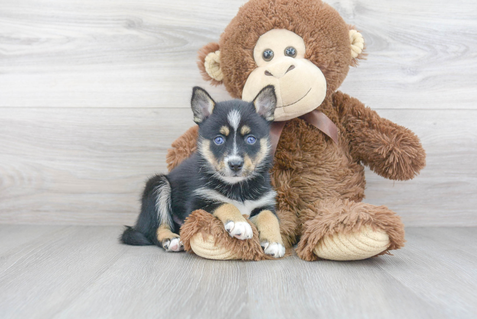 Pomsky Pup Being Cute