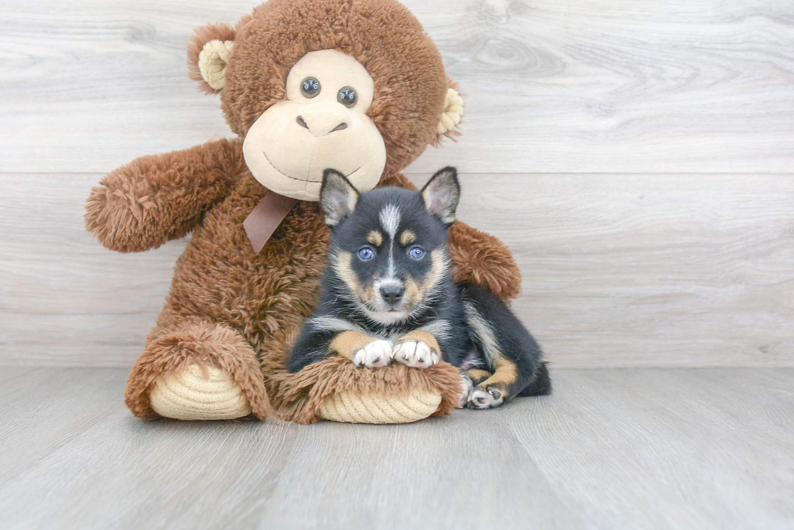 Pomsky Pup Being Cute