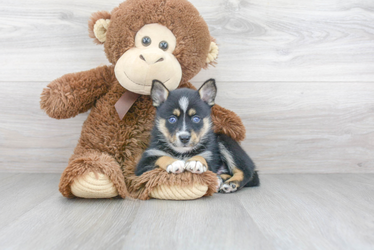 Pomsky Pup Being Cute