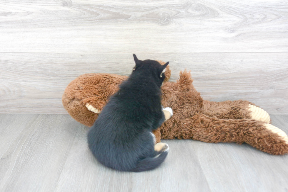Best Pomsky Baby