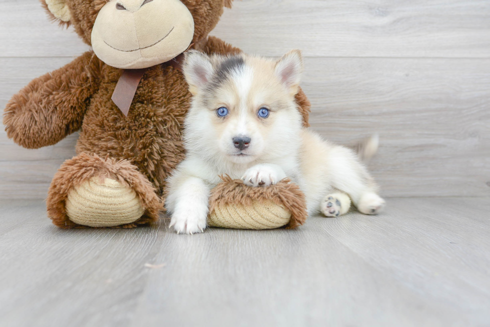 Pomsky Puppy for Adoption