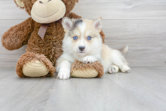 Pomsky Puppy for Adoption