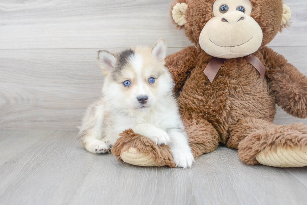 Hypoallergenic Mini Husky Designer Puppy