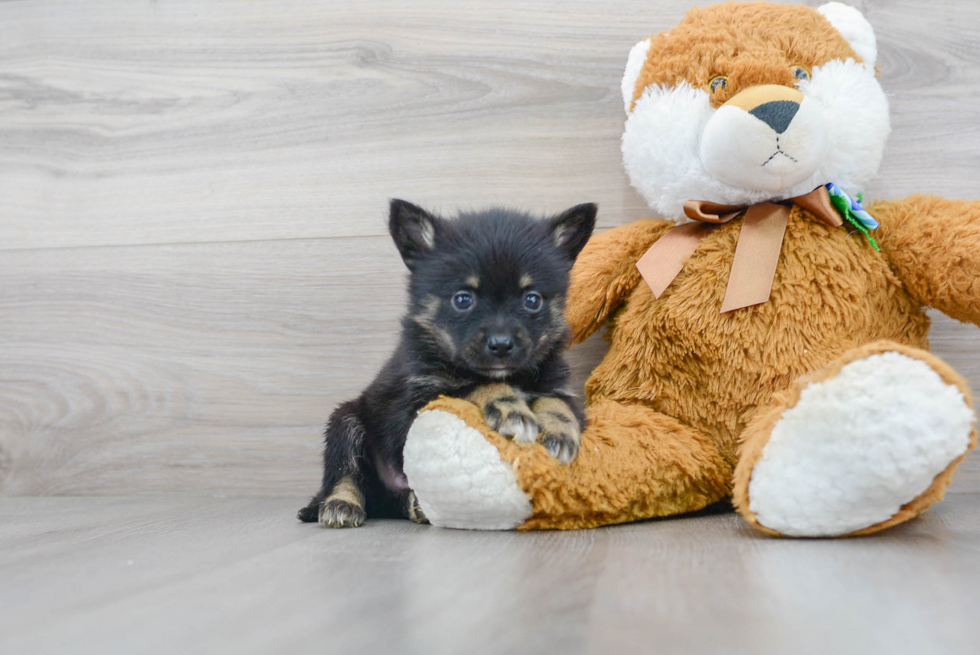 Cute Pomsky Baby