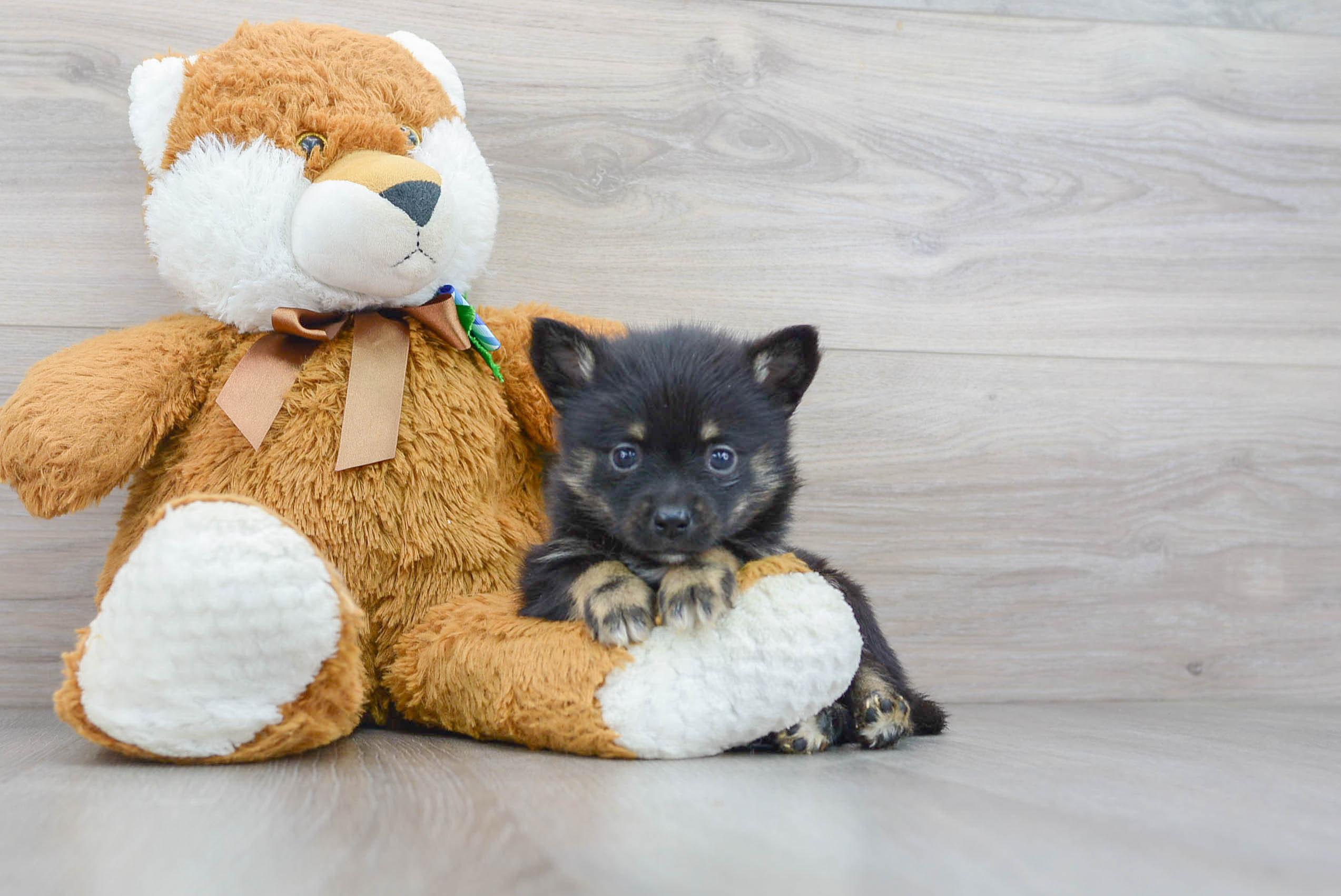 Pomsky Puppy for Adoption
