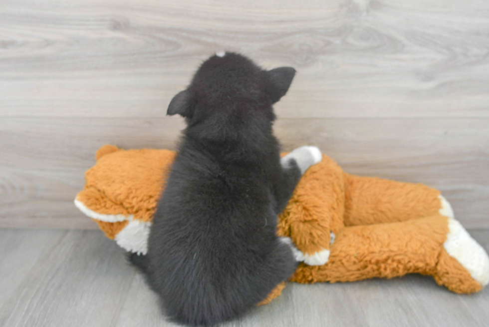 Happy Pomsky Baby