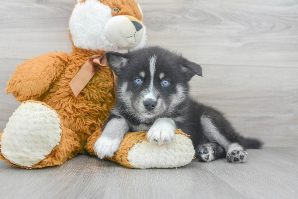 Small Pomsky Baby