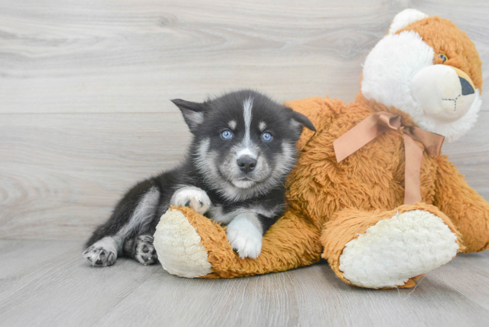 Pomsky Pup Being Cute