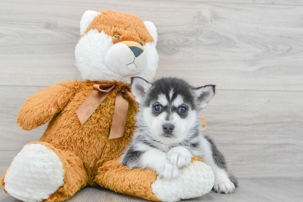 Pomsky Pup Being Cute