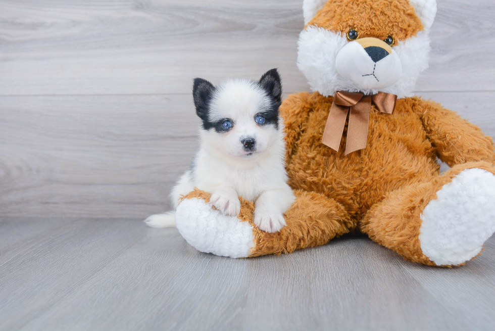 Pomsky Pup Being Cute