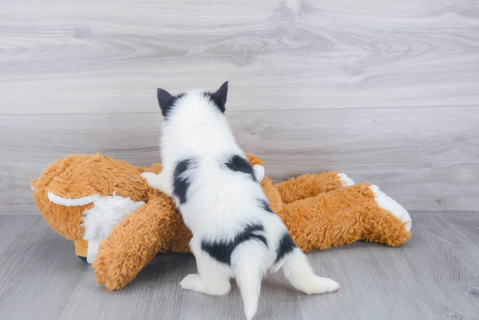 Pomsky Puppy for Adoption