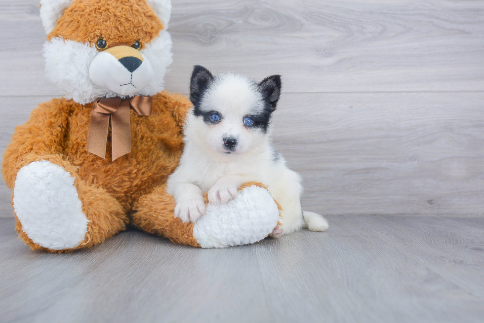 Sweet Pomsky Baby