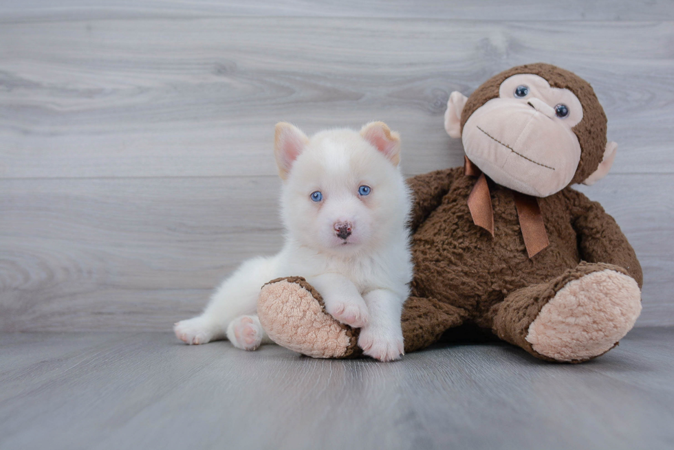 Best Pomsky Baby