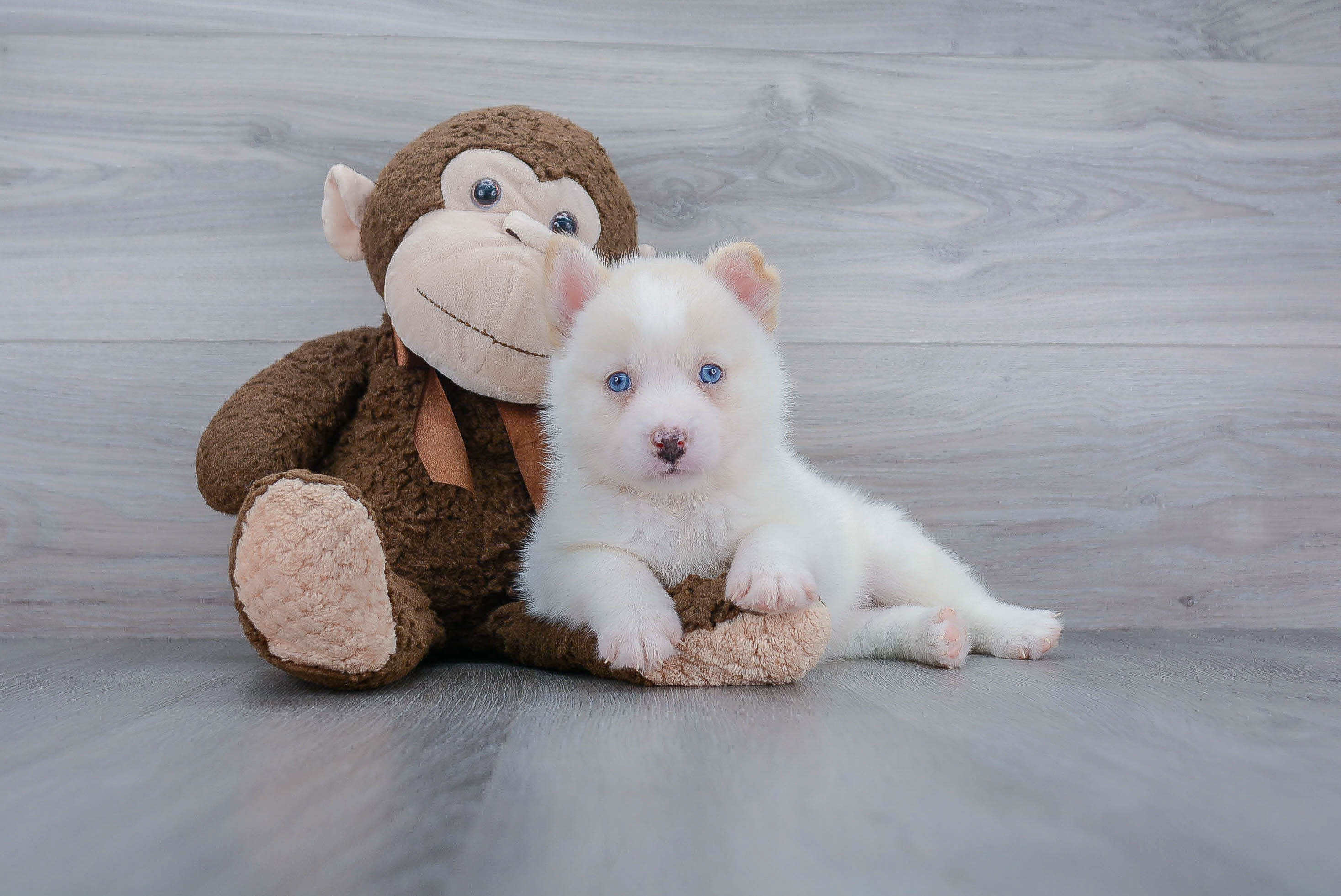 Pomsky Pup Being Cute