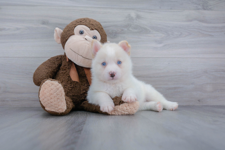 Pomsky Pup Being Cute