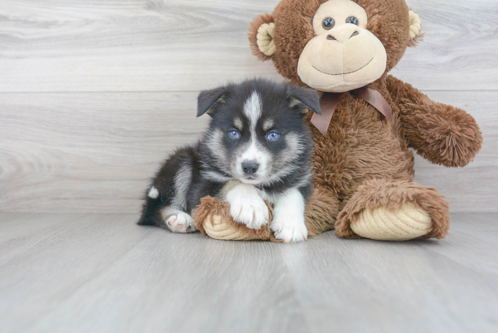 Fluffy Pomsky Designer Pup