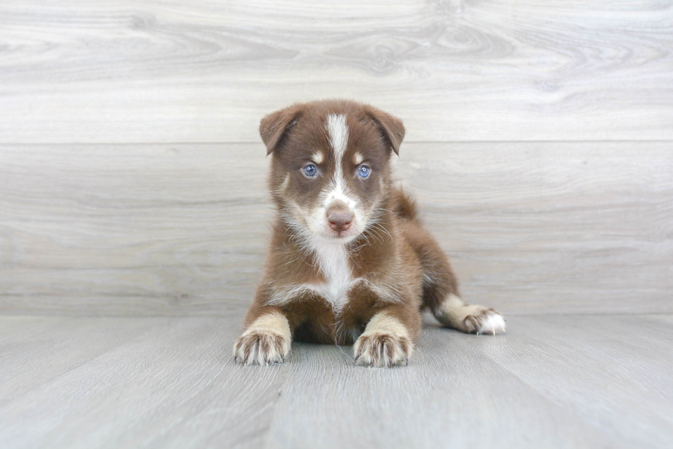 Best Pomsky Baby