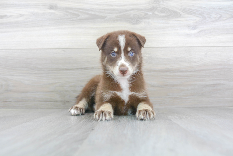 Cute Pomsky Baby