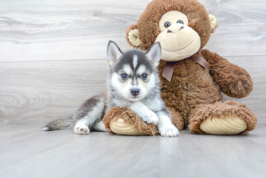 Adorable Mini Husky Designer Puppy