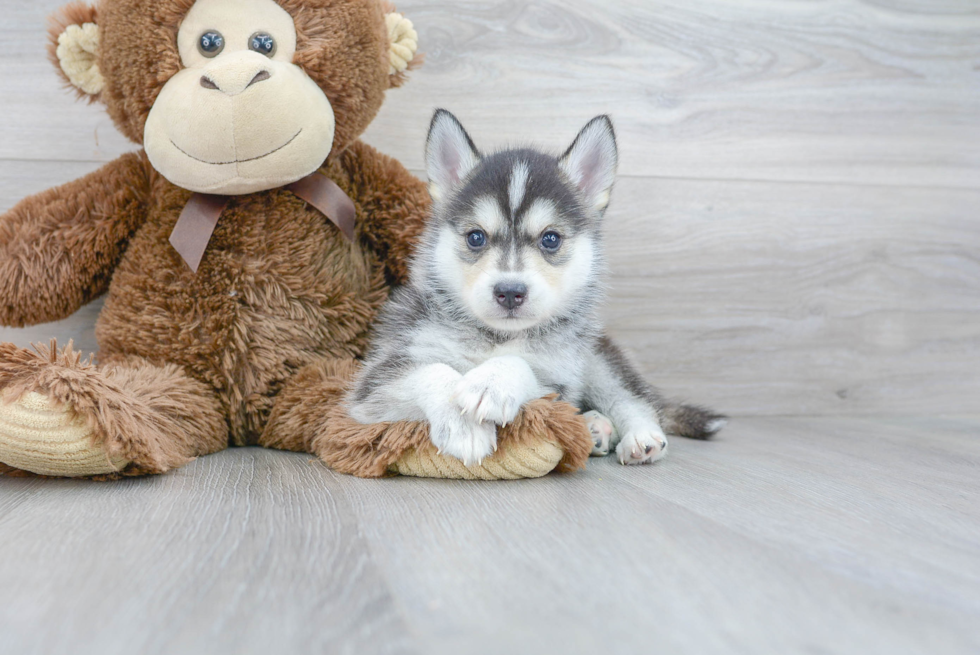 Best Pomsky Baby