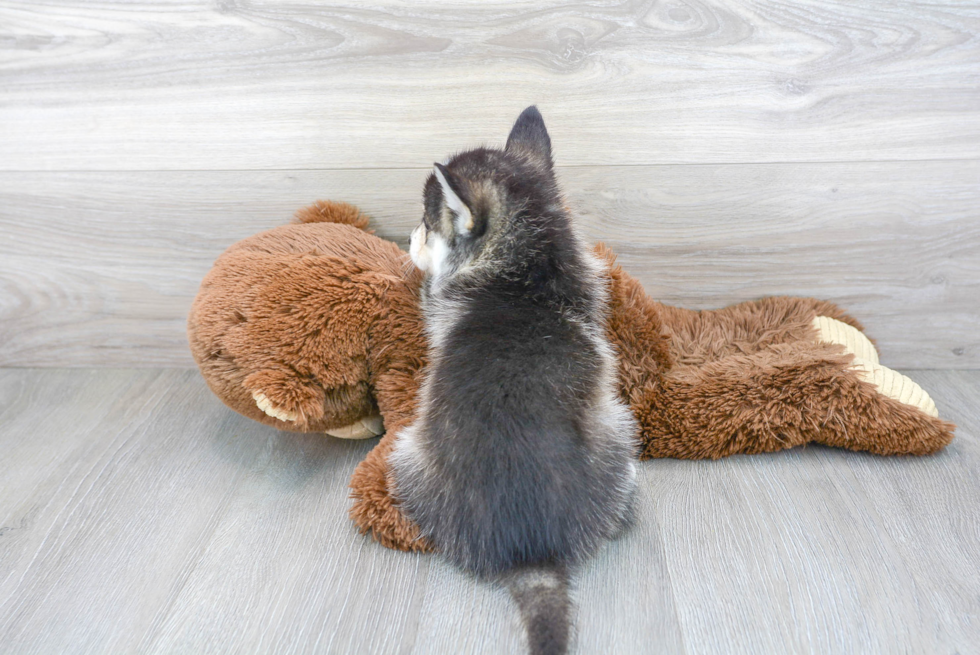 Pomsky Puppy for Adoption