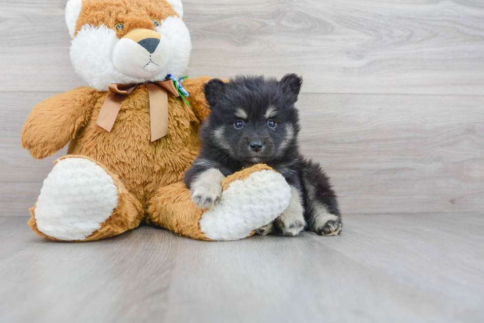 Little Mini Husky Designer Puppy