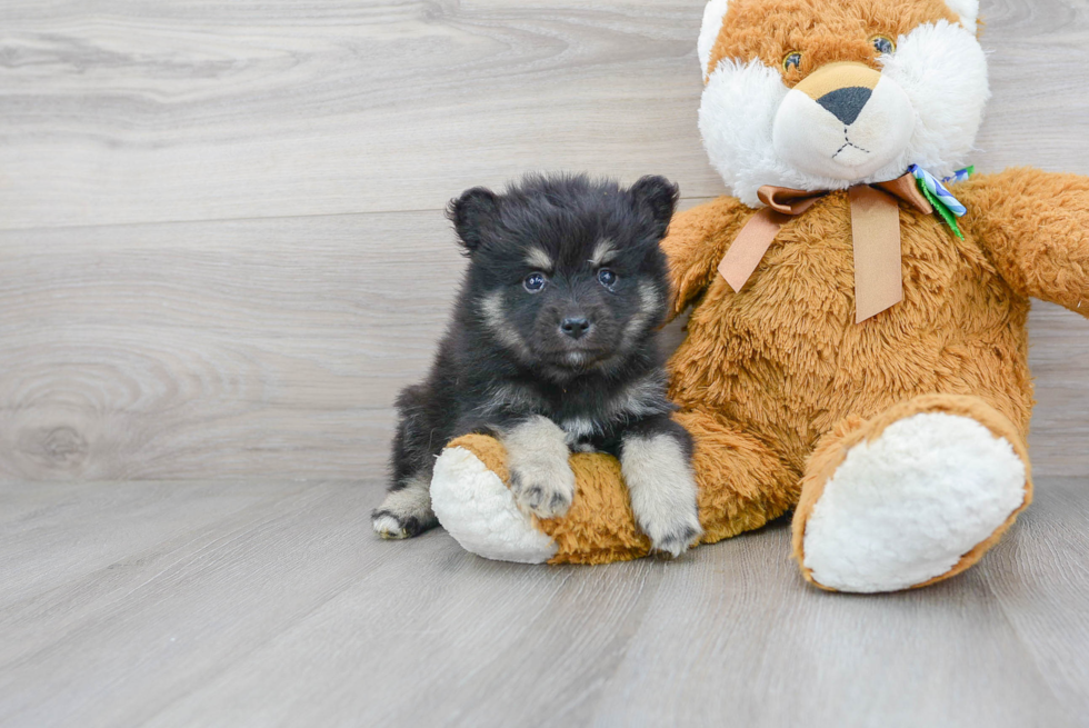 Pomsky Puppy for Adoption