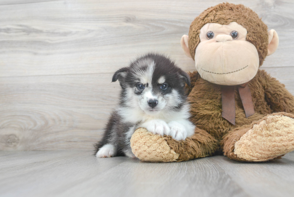 Sweet Pomsky Baby